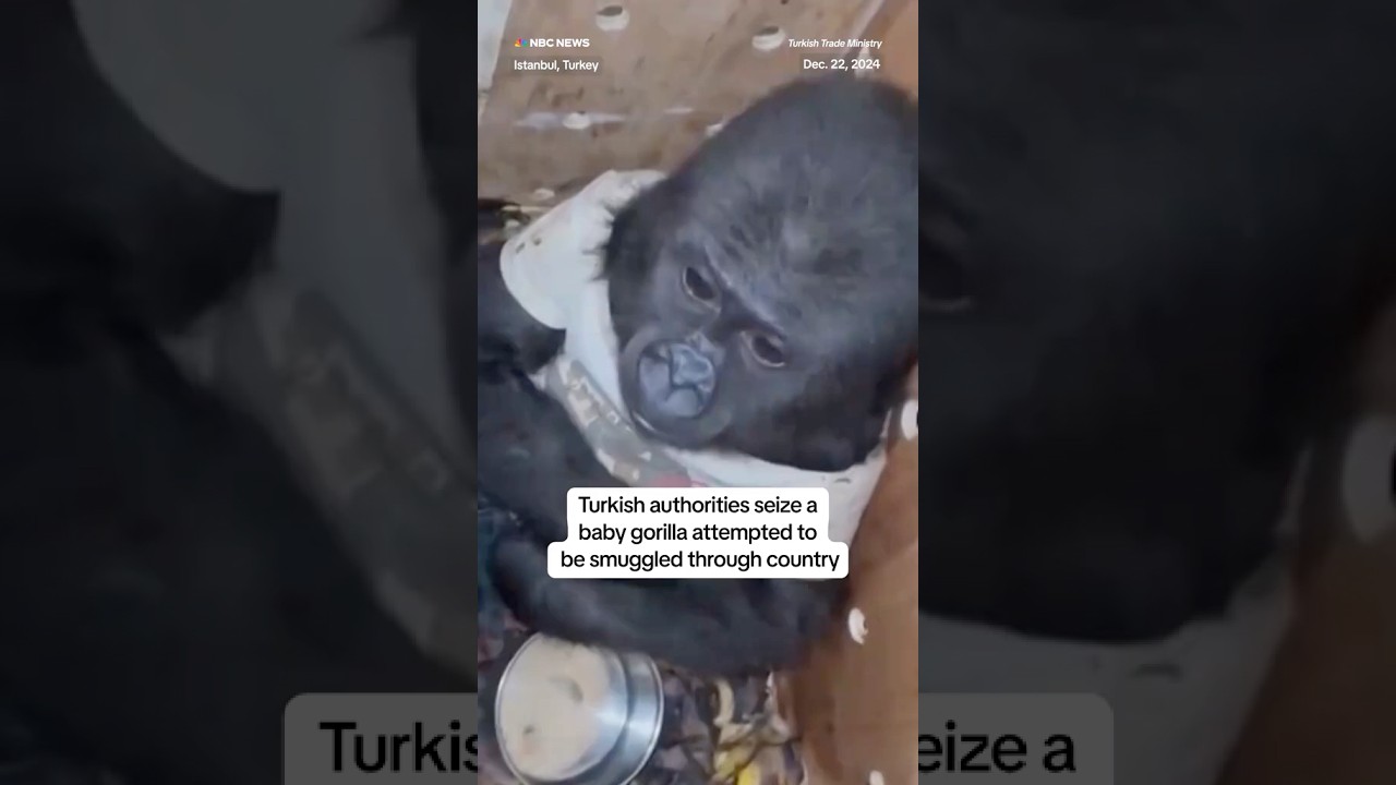 Turkish authorities seize a baby gorilla attempted to be smuggled through country Turkish authorities seize a baby gorilla attempted to be smuggled through country