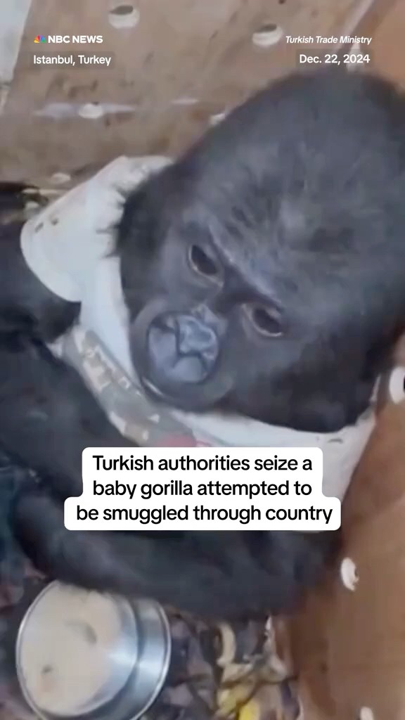 Turkish authorities seize a baby gorilla attempted to be smuggled through country