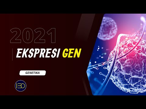 Video: Bagaimana satu gen dapat menutupi ekspresi gen lain?