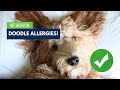 Goldendoodles: The Most Common Type of Allergen