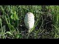 Навозник белый (Coprinus comatus) - деликатесный гриб!
