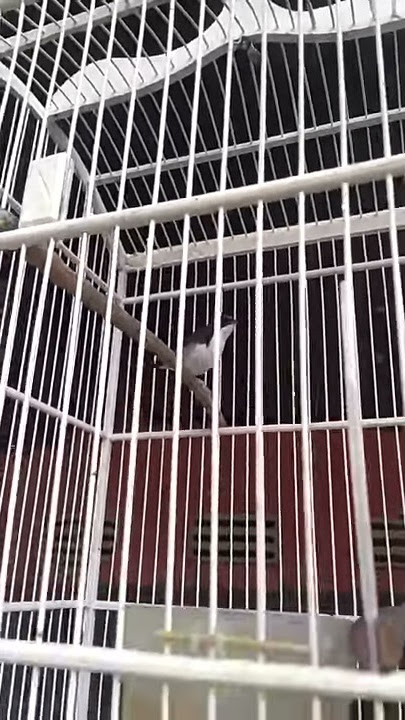 Pesona burung migran (siberian blue robin)