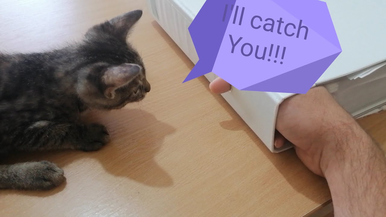 A Cat's Life #3 