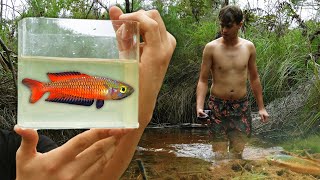 Catching the RARE RED Rainbow Fish in Australia!