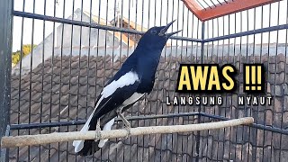 kacer gacor NGEPLONG tarung ini paling ampuh buat PANCINGAN KACER agar EMOSI NYAUT