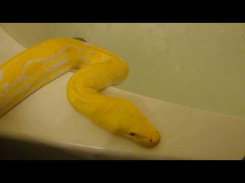 Trinity Albino Tiger Retic March 5, 2010 Part 1