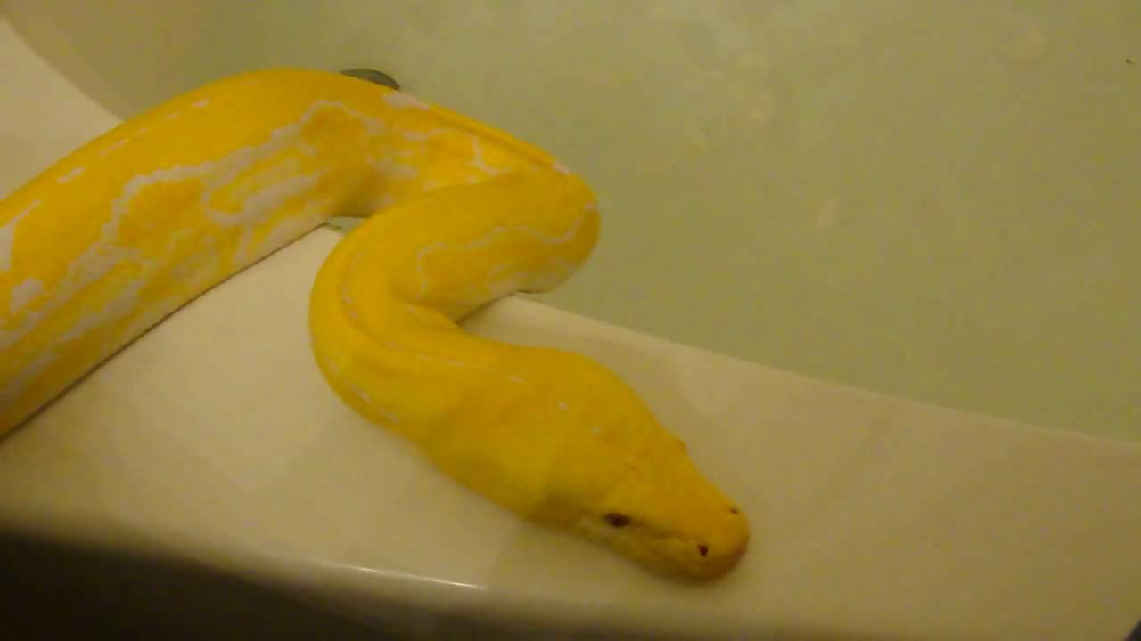 pets bd Trinity Albino Tiger Retic March 5, 2010 Part 1