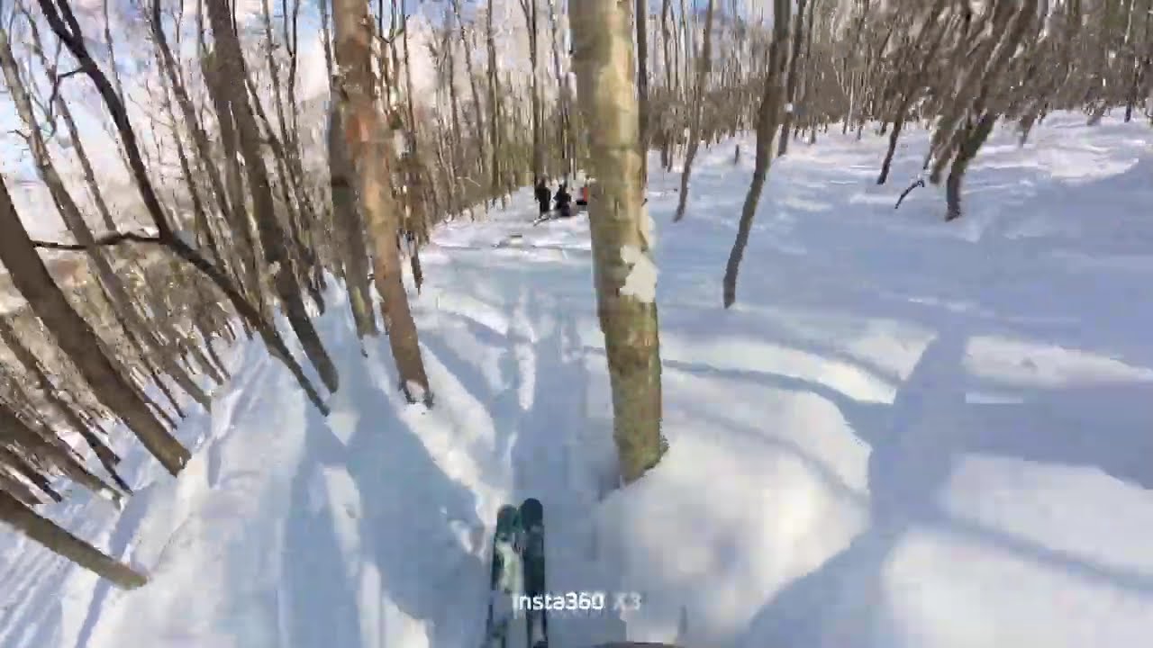 Niseko tree skiing Feb 2026
