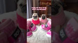 Who wore them better?  #pug #dog #puppy
