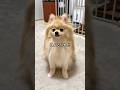 寝るって言った瞬間、顔に出る犬🐶