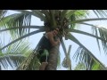 #BecomingFilipino "Region 10 List" Ep. #3 - Mambuaya, Coconut Tree Climbing