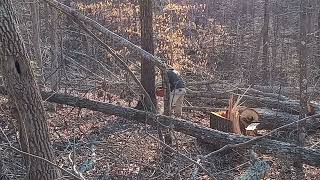 More Trees Down Today – Thanks Chris!
