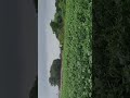 #ilayarajamelodyhits #lovesong #nature