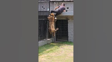 Naughty Kid Playing with Tiger Cub | Nouman Hassan |