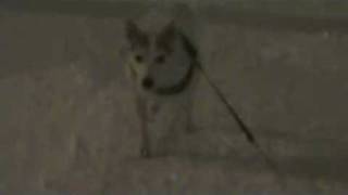 Suber Vili 16Yr 2009