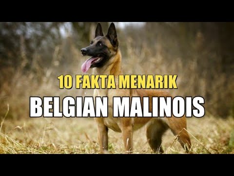 Video: 52 Nama Anjing Ireland: Lelaki & Perempuan