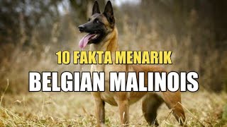 10 FAKTA MENARIK BELGIAN MALINOIS