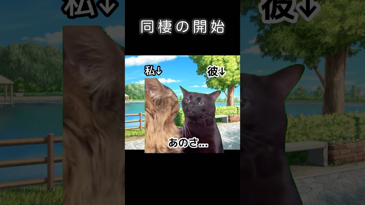 1.2年悩んだ結果 #猫ミーム #おもしろ #恋愛 #猫