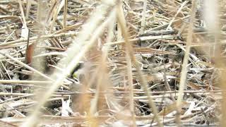#노랑턱멧새 Yellow-throated bunting #새 #조류 #탐조 #탐조일기 #암사생태공원 #birding #birds 촬영날짜(20240306)