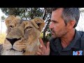 Lion Diseases with #AskMeg - Part 1 | The Lion Whisperer