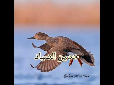 هربان خضيري حذاف