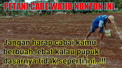 PUPUK DASAR CABAI YANG BENAR AGAR SUBUR DAN BERBUAH LEBAT || pertanian