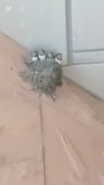 Beautiful Baby Bird So Cute #satisfyingbird#trendingvideo#viralvideo#hljdhv