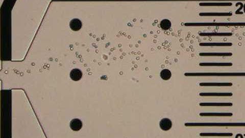 Continuous-flow electrical lysis device with integrated control by dielectrophoretic cell sorting