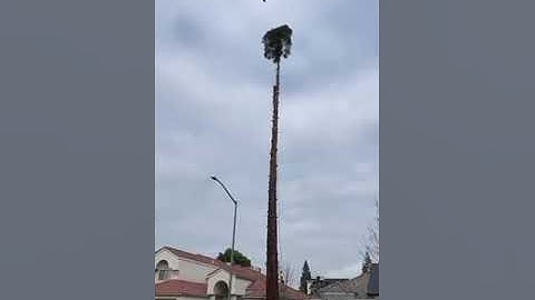 Squirrel Jumps Off Tree
