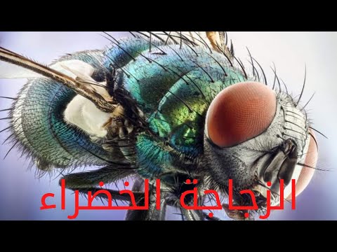 ذبابة الزجاجة الخضراء قناة محتوي وابداع ٢٠٢٢