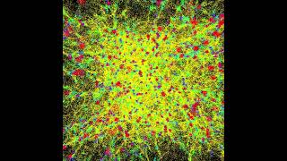Primordial Universe: Particle-Mesh Algorithm Simulation