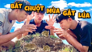 Anh Ba Phải | Một Ngày Sinh Tồn Bắt Chuột Ngoài Đồng