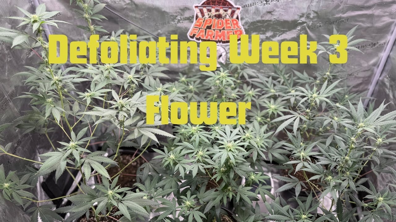 Defoliating Week 3 Flower