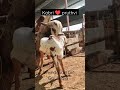 Gir Cow and Calf milkikng #shorts #shortsvideo #youtubeshorts #gircow #gujrat #cattle #cow #calf