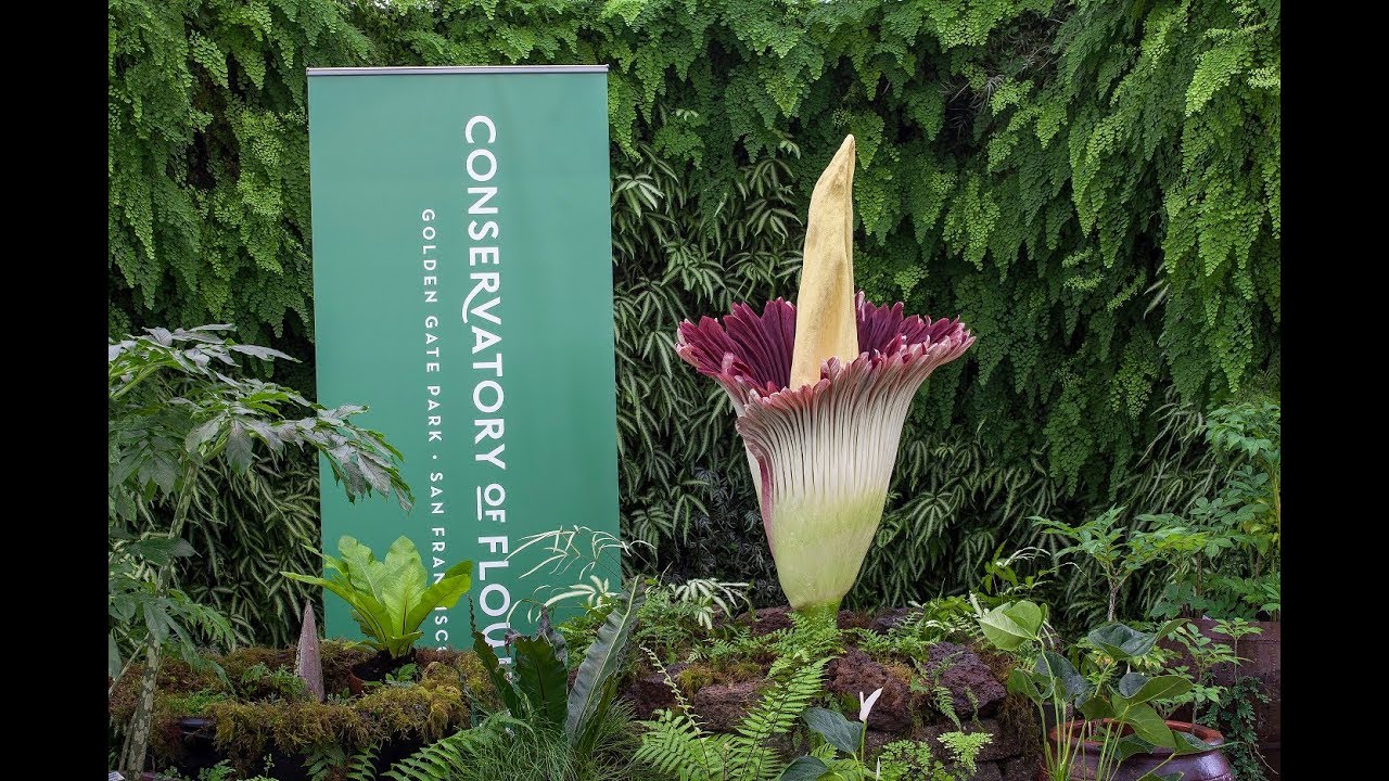 amorphophallus titanum | conservatory of flowers