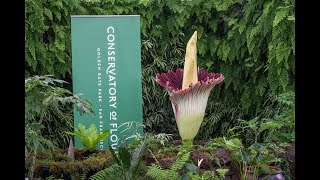 San Francisco Conservatory of Flowers Corpse Flower Bloom 2018
