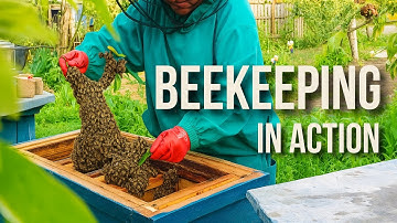 Beekeeper’s Gentle Rescue: Swarm from Peach Tree to Hive! 🐝🌿