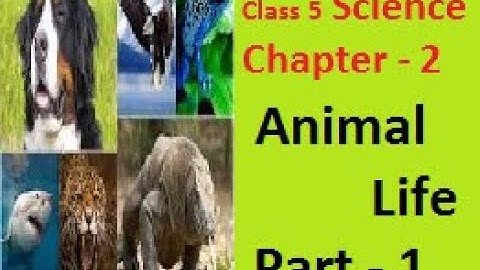 Animal life I NCERT Class 5 Science chapter-2   Part- 1! CTET ADDA