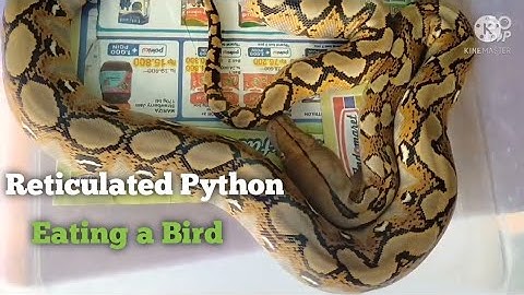 Snakes, Reticulated Python Eating a Bird[Live Feeding Education