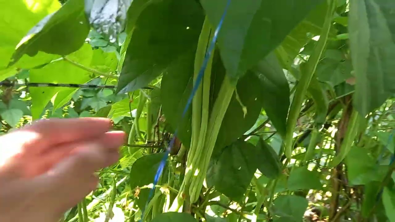 Panen Perdana Buncis