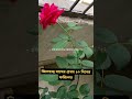 বাবার গুরুত্ব#islamicvideo #short#viralshorts