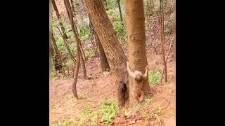 #Shorts #Youtubeshorts #Animals #Monky #Best #Tiktok #Nature #Lion #Amazing #Instagram #Tiktokvideos