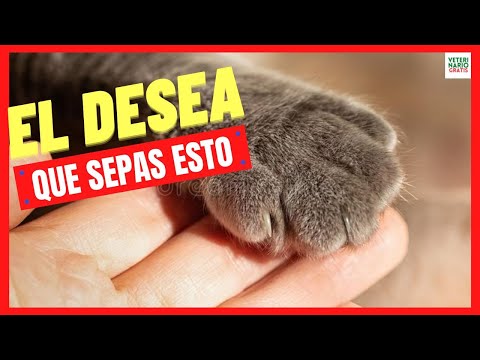 Video: 10 cosas que tu veterinario quiere que sepas