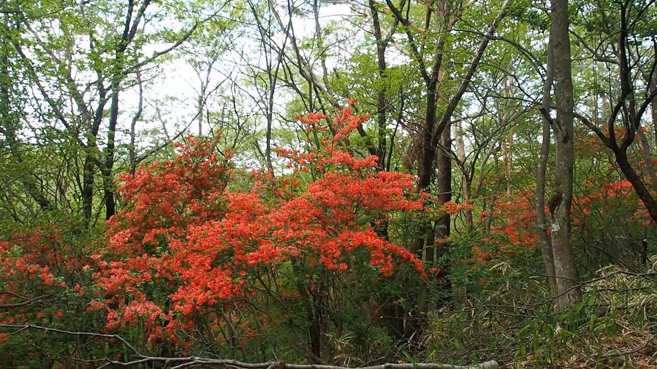 赤城山 つつじの開花状況 1400ｍ付近 ヤマツツジ 1500ｍup トウゴクミツバツツジ 赤城山日記