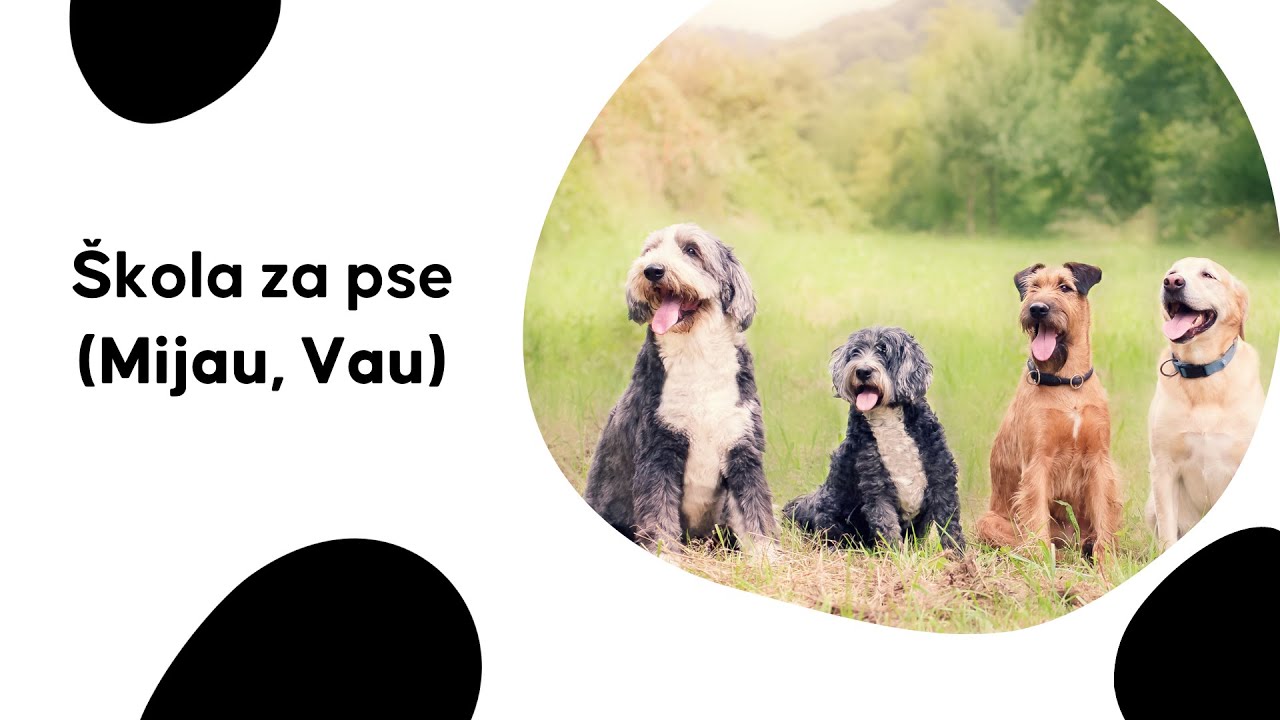 Škola za pse (Mijau, Vau)