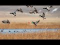 YEŞİLBAŞ ÖRDEK VURUŞ ANLARI ,  KIRMIZI NOKTALI KAMERA , SHOTKAM , ÖRDEK AVI , DUCK HUNTİNG ,