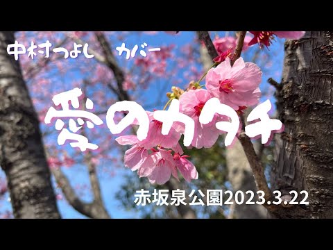 愛のカタチ　＃中村つよしカバー　＃赤坂泉公園　＃陽光桜