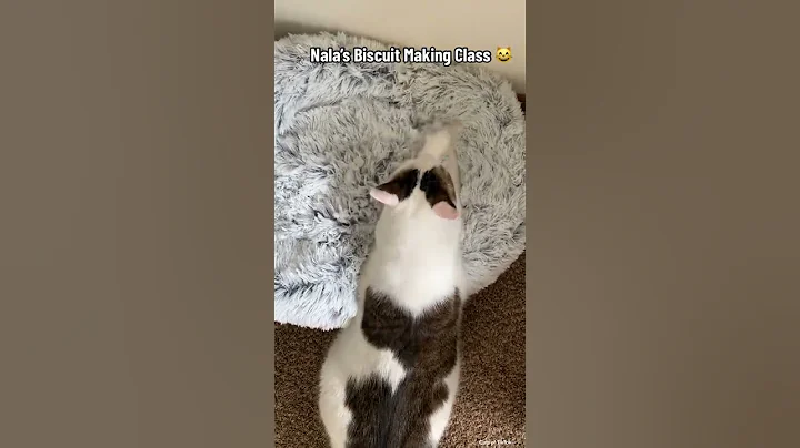 Video 4836551: maine coon cat dancing, games cats mating, cute cat, kitty