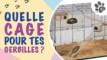 Quel taille de cage pour une gerbille ?