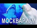 Океанариум на ВДНХ: акулы и скаты, акулий скат /Москвариум /Аквариум